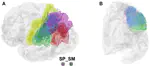 Superficial white matter bundle atlas based on hierarchical fiber clustering over probabilistic tractography data